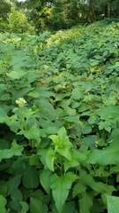 Hasteola suaveolens