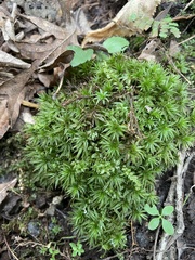 Atrichum undulatum