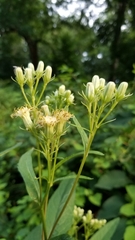 Hasteola suaveolens