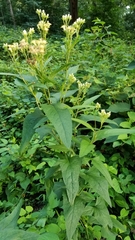 Hasteola suaveolens