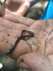 Virginia valeriae elegans