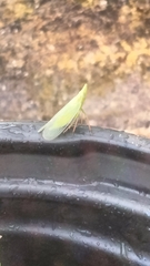 Rhynchomitra