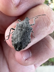 Brochymena quadripustulata