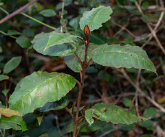 Trichocladus crinitus