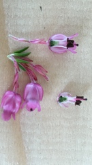 Erica excavata