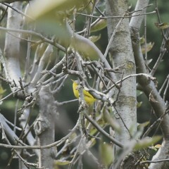 Phylloscopus xanthoschistos