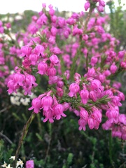 Erica excavata