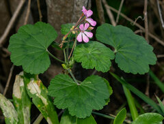 Pelargonium zonale