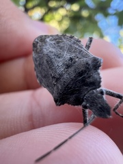 Brochymena quadripustulata