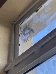 Nectarinia kilimensis