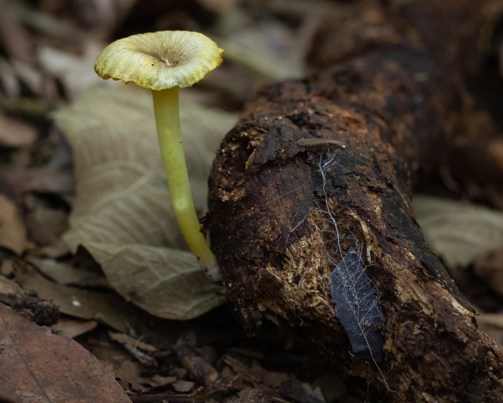Gerronema citrinum