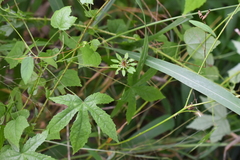 Hibiscus surattensis
