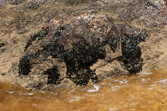 Mytilidae