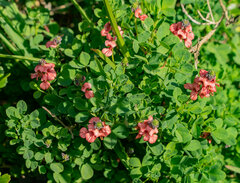 Indigofera erecta