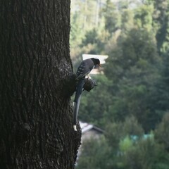 Urocissa flavirostris