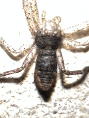 Tmarus angulatus