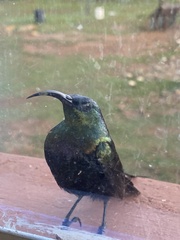 Nectarinia kilimensis