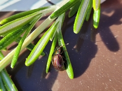 Chrysolina americana