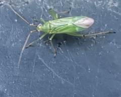 Blepharidopterus angulatus