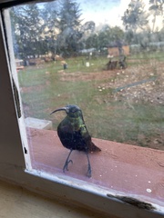 Nectarinia kilimensis