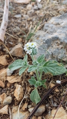 Heliotropium hirsutissimum