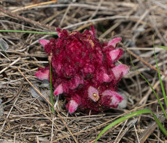 Hyobanche sanguinea