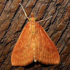 Pyrausta obtusanalis