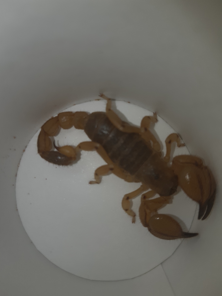 Scorpio kruglovi from Tanrıverdi Mahallesi, 47400 Kızıltepe/Mardin