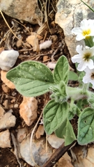 Heliotropium hirsutissimum