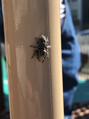 Phidippus mystaceus