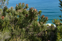Protea neriifolia
