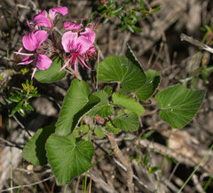Pelargonium cordifolium