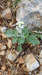 Heliotropium hirsutissimum