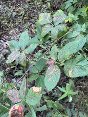 Rubus pensilvanicus