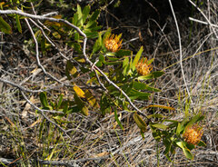 Leucospermum cuneiforme