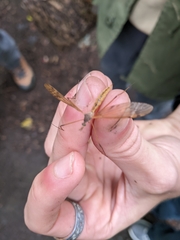 Tipula