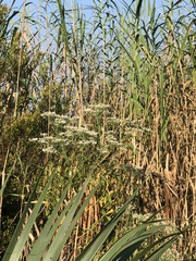 Baccharis halimifolia