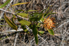 Leucospermum cuneiforme