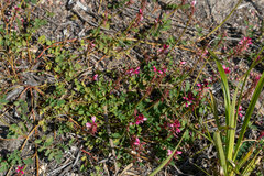 Indigofera brendae