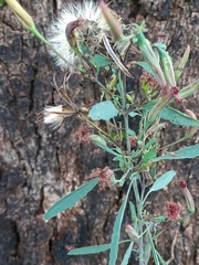 Porophyllum ruderale