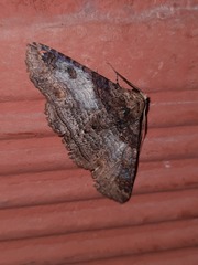 Pericyma