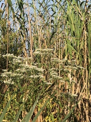 Baccharis halimifolia