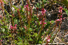Indigofera brendae