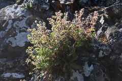Potentilla asperrima