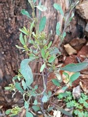 Porophyllum ruderale