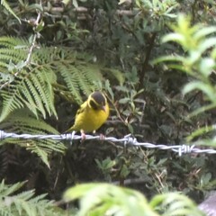 Chloris spinoides