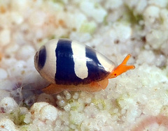 Cystiscus