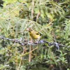 Chloris spinoides