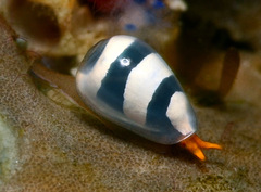 Cystiscus