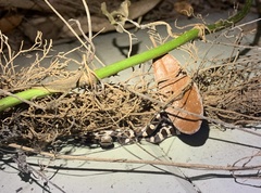 Pantherophis guttatus